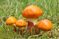 Larch Bolete - Suillus grevillei