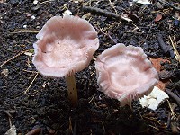 Lilac Bell Cap - Mycena pura