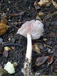 Lilac Bell Cap - Mycena pura