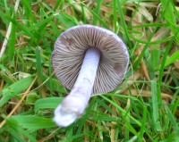 Lilac Fibrecap - Inocybe geophylla var. lilacina