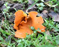 Orange peel Fungus - Aleuria aurantia