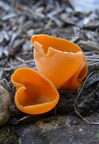 Orange peel Fungus - Aleuria aurantia