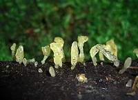 Pale Stagshorn - Calocera pallidospathulata