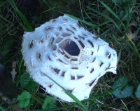 Parasol Mushroom - Macrolepiota procera