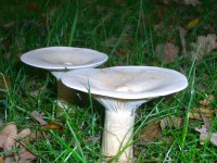 Peppery Milkcap - Lactarius piperatus