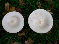 Peppery Milkcap - Lactarius piperatus