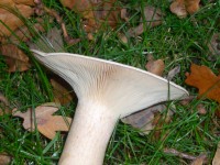 Peppery Milkcap - Lactarius piperatus