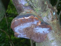 Bracket fungus - Phellinus tuberculosus