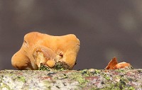 Pipe Club Fungus - Macrotyphula fistulosa var. contorta