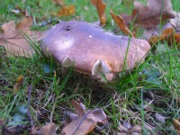 Primrose brittlegill - Russula sardonia