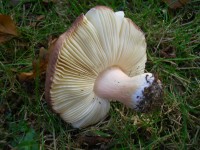 Primrose brittlegill - Russula sardonia