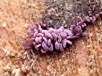 Purple Jelly Fungus - ascocoryne sarcoides