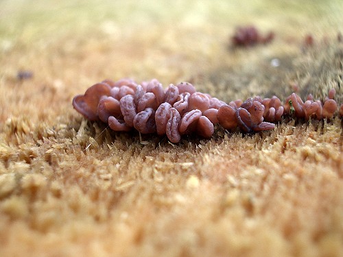 jelly fungi