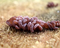 Purple Jelly Fungus - ascocoryne sarcoides
