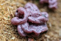 Purple Jelly Fungus - ascocoryne sarcoides