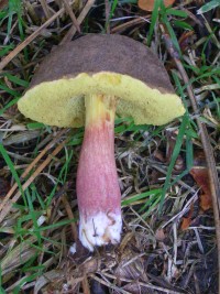 Red Cracked Boletus Mushroom - Boletus chrysenteron