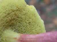 Red Cracked Boletus Mushroom - Boletus chrysenteron