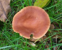 Rufous Milkcap - Lactarius Rufus