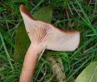 Rufous Milkcap - Lactarius Rufus