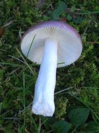 Russula Amara