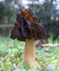 Semifree Morel - Mitrophora semilibera