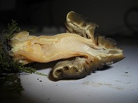 Semifree Morel - Mitrophora semilibera