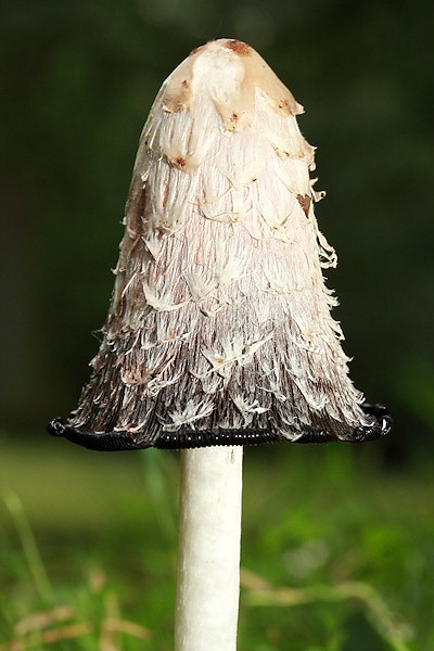 Ink Caps
