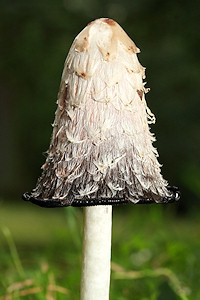 Shaggy Ink Cap - Coprinus comatus