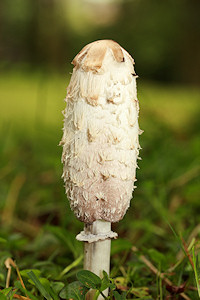 Shaggy Ink Cap - Coprinus comatus