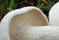 St George's Day Mushroom - Calocybe gambosa