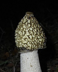 Stinkhorn - Phallus impudicus