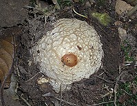 Stinkhorn - Phallus impudicus