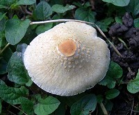 Stinking Parasol - Lepiota cristata