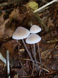 Stump Bell Cap - Mycena alcalina