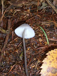 Stump Bell Cap - Mycena alcalina