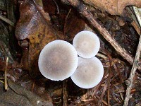 Stump Bell Cap - Mycena alcalina