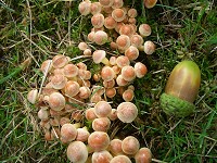 Sulphur Tuft - Hypholoma fasiculare