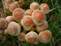 Sulphur Tuft - Hypholoma fasiculare