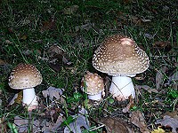 The Blusher - Amanita rubescens