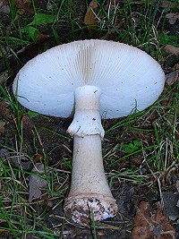 The Blusher - Amanita rubescens