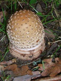 The Blusher - Amanita rubescens