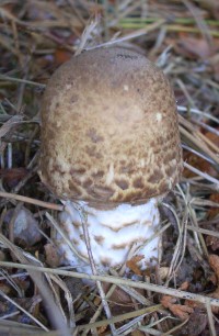 The Prince Mushroom - Agaricus augustus