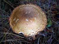 The Prince Mushroom - Agaricus augustus