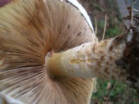 The Prince Mushroom - Agaricus augustus