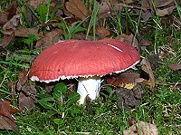 The Sickener - Russula emetica