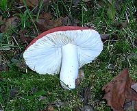 The Sickener - Russula emetica