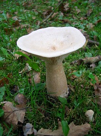Trooping Funnel - Clitocybe geotropa