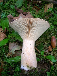 Trooping Funnel - Clitocybe geotropa