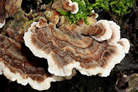 Turkey Tail - Coriolus versicolor