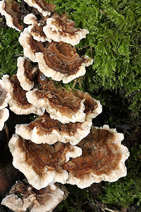 Turkey Tail - Coriolus versicolor